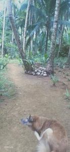 lot property in Siargao island for sale
