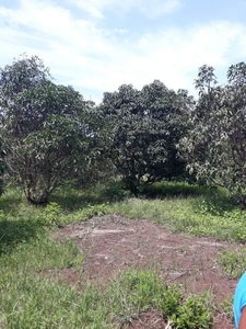 Mango Farm in Brgy Bayambang Infanta Zambales fro sale