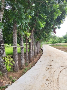 Mango Farm Located at Brgy. Sulucan, Angat, Bulacan