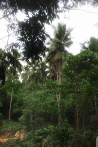 (Open for Viewing) RUSH SALE! 5-6 Hectares of Farmland in Villaba Leyte