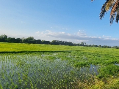 Palayan City, Nueva Ecija Agricultural Land