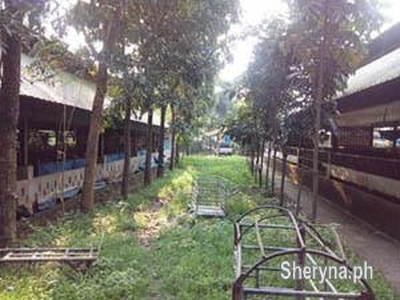 Piggery Farm for sale with income