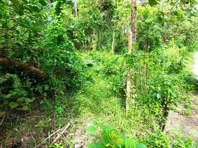 Residential Lot for Sale 1,300 square meters near the Beach, Infanta, Quezon