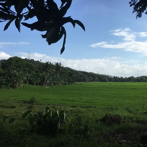 Rice Farm with residential lots Along the road, rice field farm, good investment