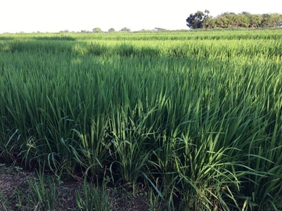 Rice Field Lot For Sale