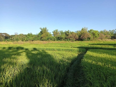 Rice Lot for Sale in Bustos Bulacan