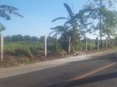 Rice Plantation Field for sale