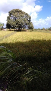 Sacrifice sale!!!! Rice fields, ready for farming.