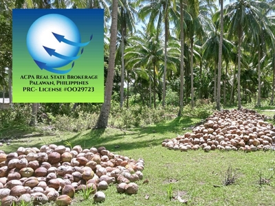 Tabud, Bataraza, Palawan. 35,683 m2 with approx 80-90m beach/mangrove Lot