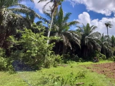 Titled Rice field, coconut tree and Palm tree For Sale in Trinidad