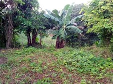 3 hectare land area with manggo trees