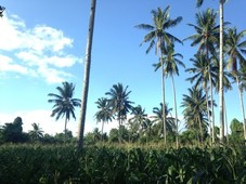 59,418sqm COCONUT FARM LAND with FRUIT-BEARING TREES
