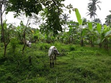 Agri Farm Lot in Santor Natatas Balele Tanauan Batangas near Sto. Tomas