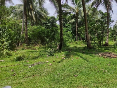 58 Hectares Agricultural Land - Alang-alang, Leyte