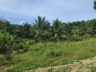 Agricultural/ Residential lot in Balamban for sale!