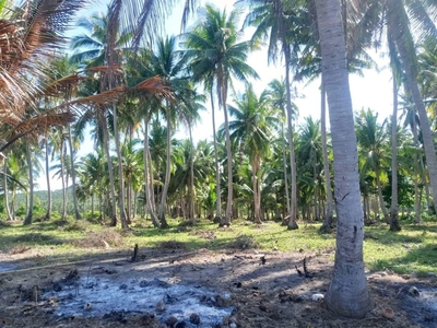 18000 square meter Beachfront property in San Andres quezon province