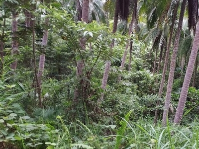 2.3 Hectares Coconut Farm, Agricultural Farm For Sale in Tagkawayan, Quezon