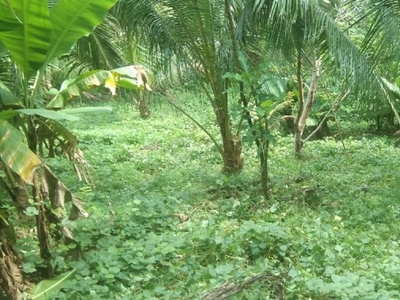 Agricultural Land in Unisan, Quezon