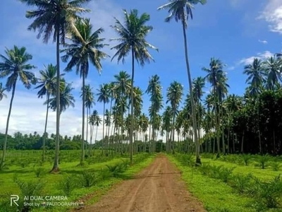 Dates and Coconut Farm Located 1000 sqm minimun per cut Price: 1.3M