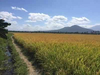 For Sale 15.9 Hectares Farm Lot Located near Mt. Makiling in Bay, Laguna