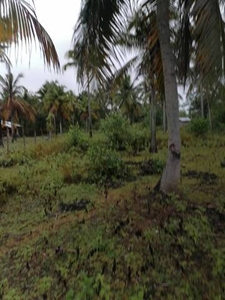 Lot For Sale In Looc, Panglao