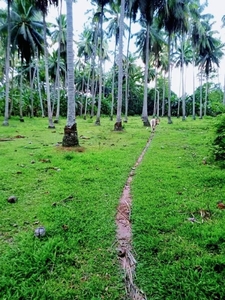 With More Than 70 Coconut Trees, Clean title Lot For Sale in Magsaysay