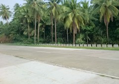 1 hectare coconut plantation