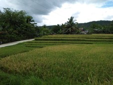 Rice field For Sale