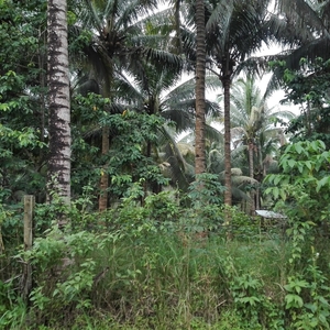 Coco-filled Agri Lot near Sulit Polomolok