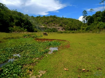 Land and Farm for sale in Borbon
