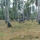 Coconut farm for sale balet samal island